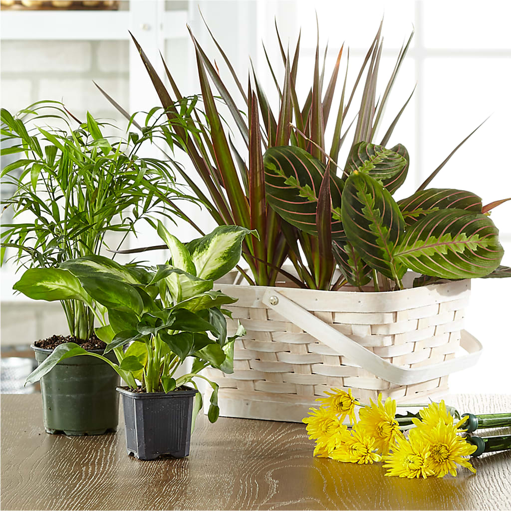 Florist Designed Blooming and Green Plants in a Basket – Midnight Flowers And Events Llc, Lillington NC