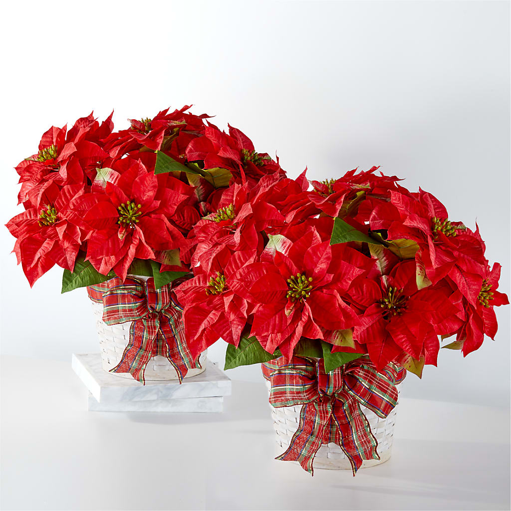 Happiest Holidays Poinsettia Bundle – Midnight Flowers And Events Llc, Lillington NC