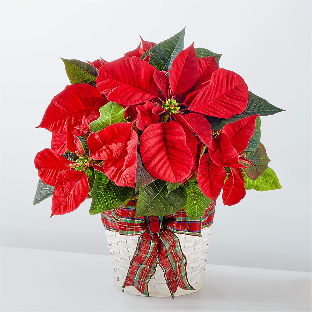 Happiest Holidays Poinsettia – Midnight Flowers And Events Llc, Lillington NC