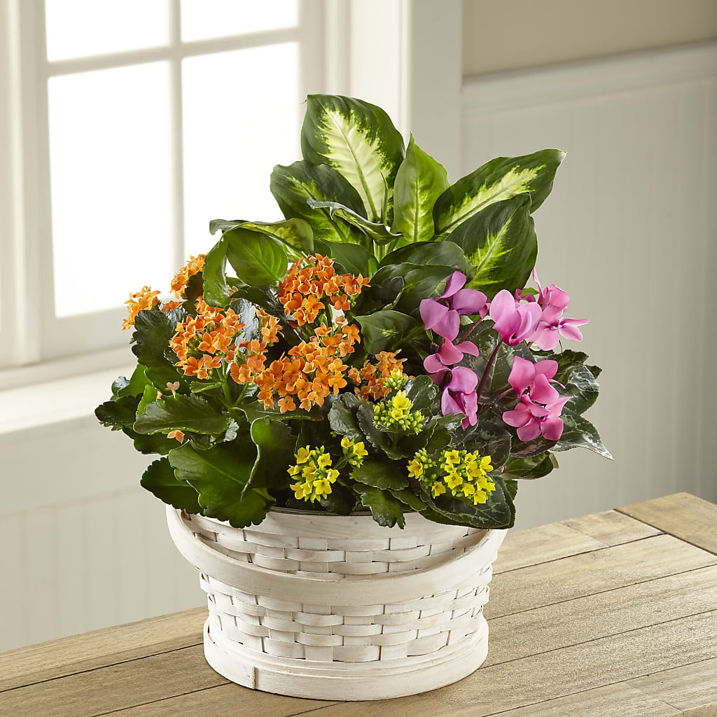 Color Crush Dishgarden – Midnight Flowers And Events Llc, Lillington NC