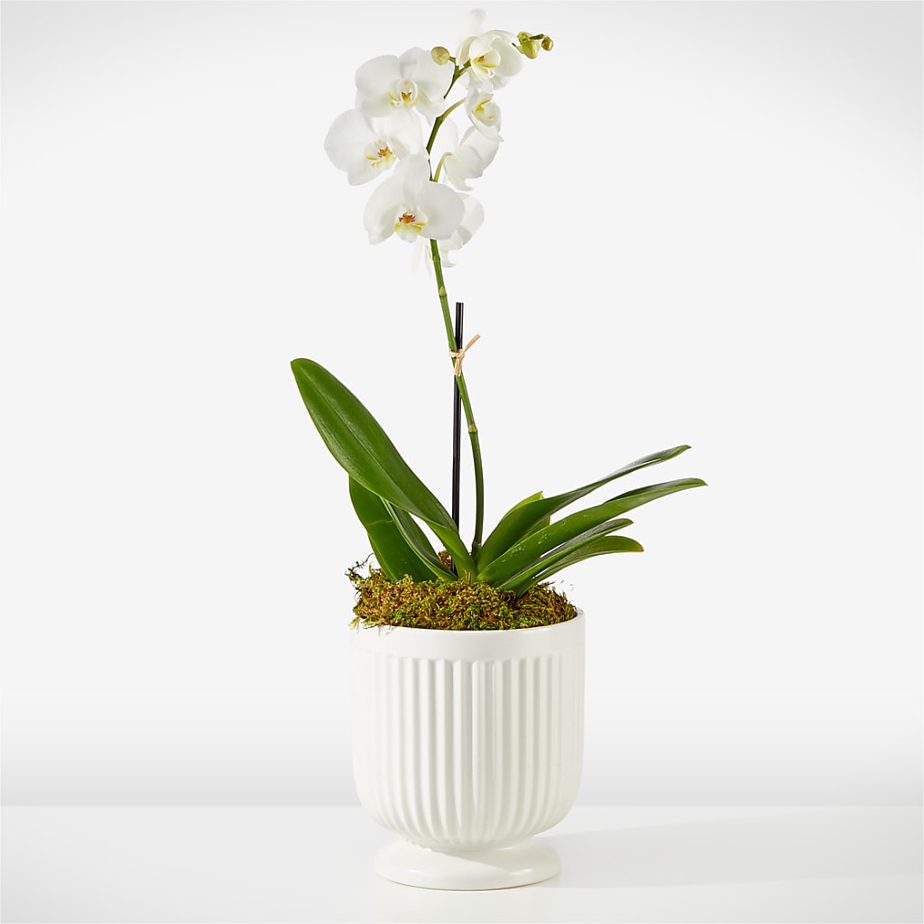 Whispering White Orchid – Midnight Flowers And Events Llc, Lillington NC