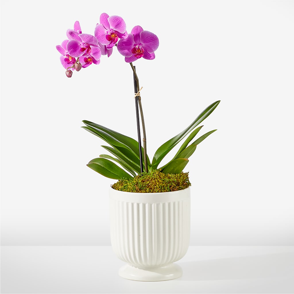 Friendly Fuchsia Orchid – Midnight Flowers And Events Llc, Lillington NC