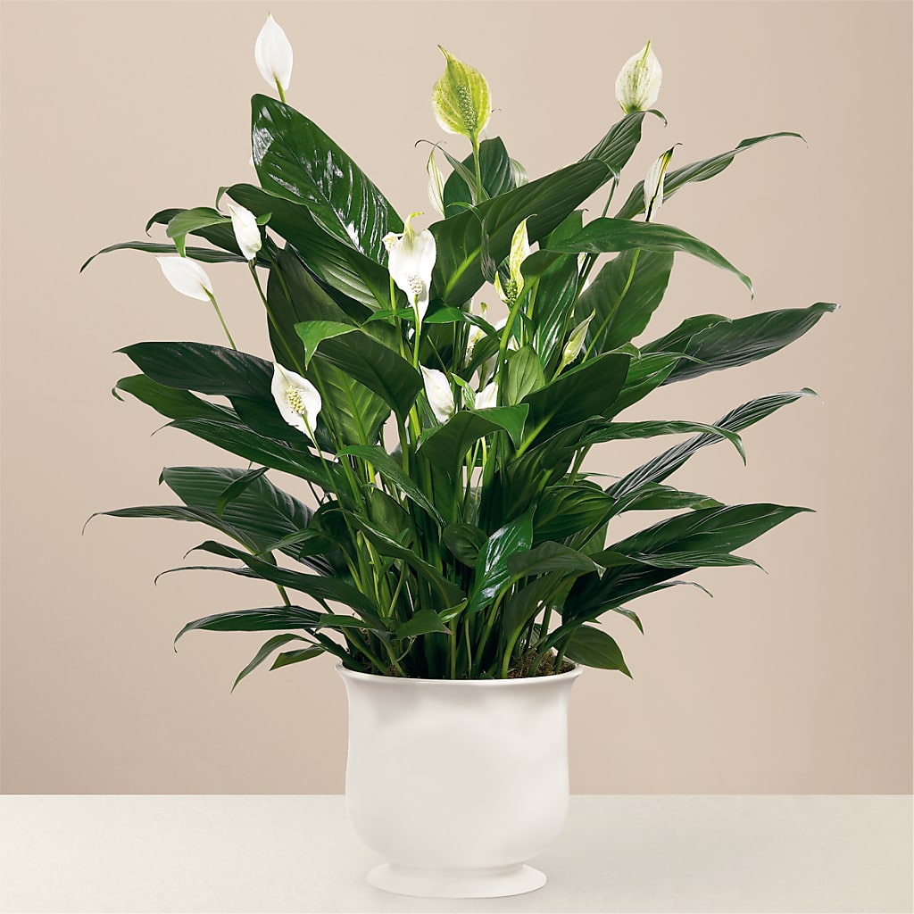 Comfort Planter – Midnight Flowers And Events Llc, Lillington NC