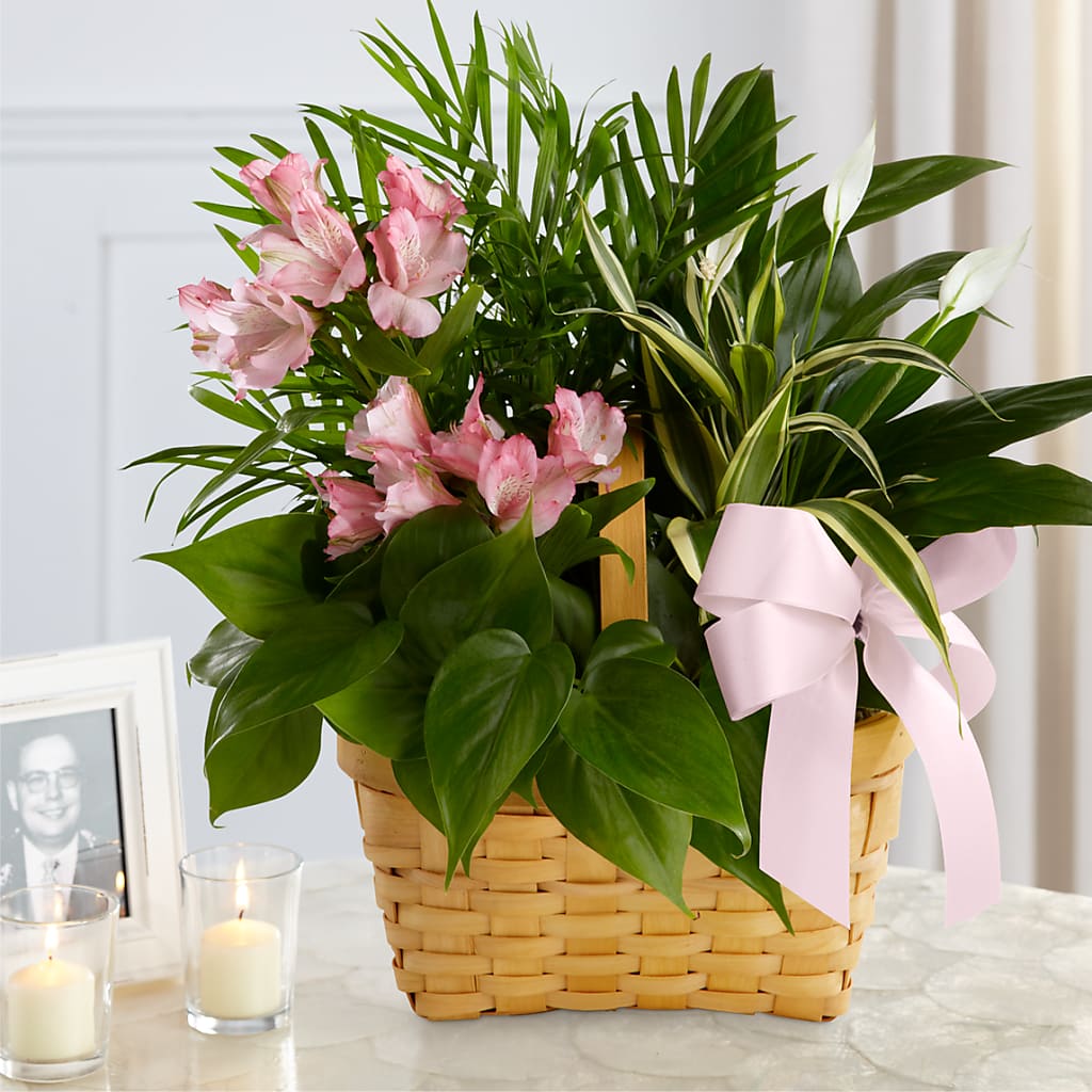Living Spirit Dishgarden – Midnight Flowers And Events Llc, Lillington NC