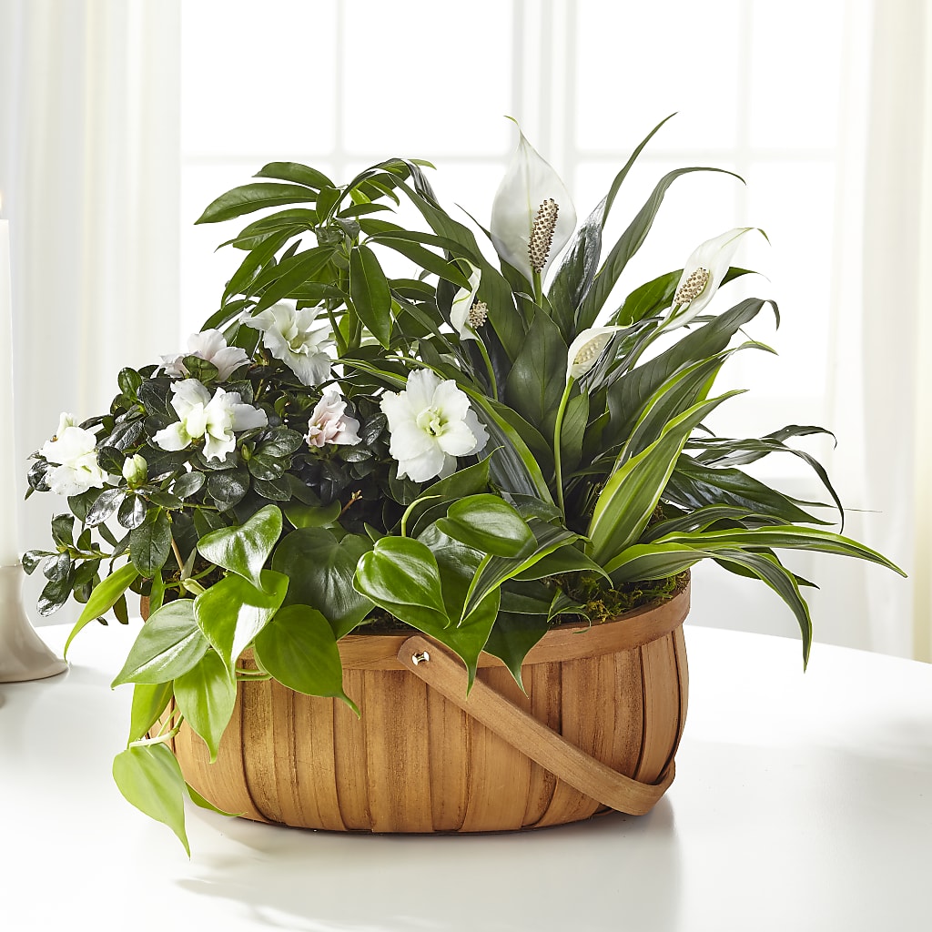Serene Dishgarden – Midnight Flowers And Events Llc, Lillington NC