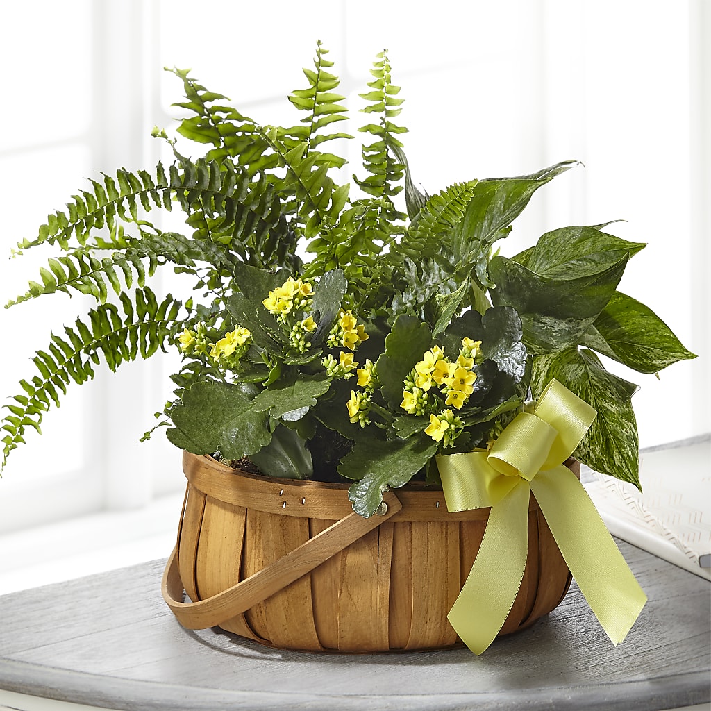 Always Dear Dishgarden – Midnight Flowers And Events Llc, Lillington NC