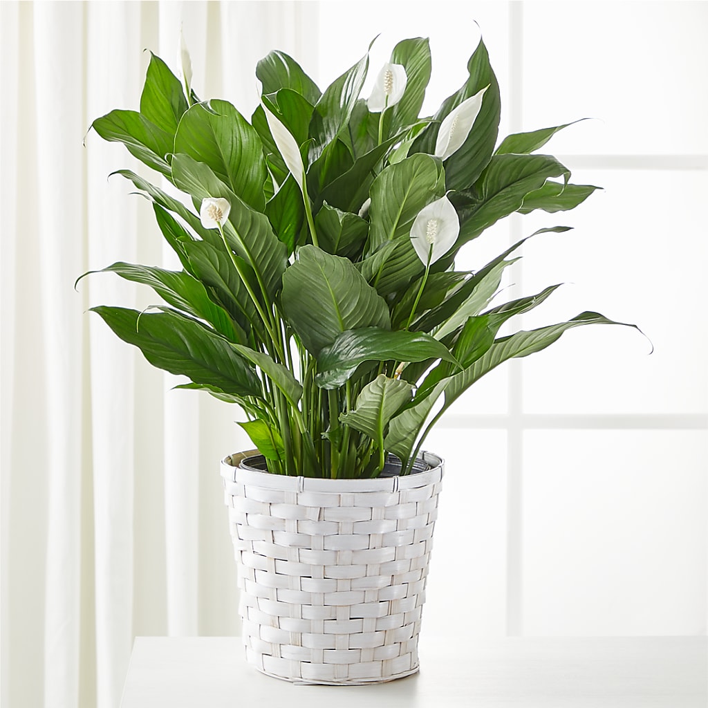 A New Leaf Peace Lily – Midnight Flowers And Events Llc, Lillington NC