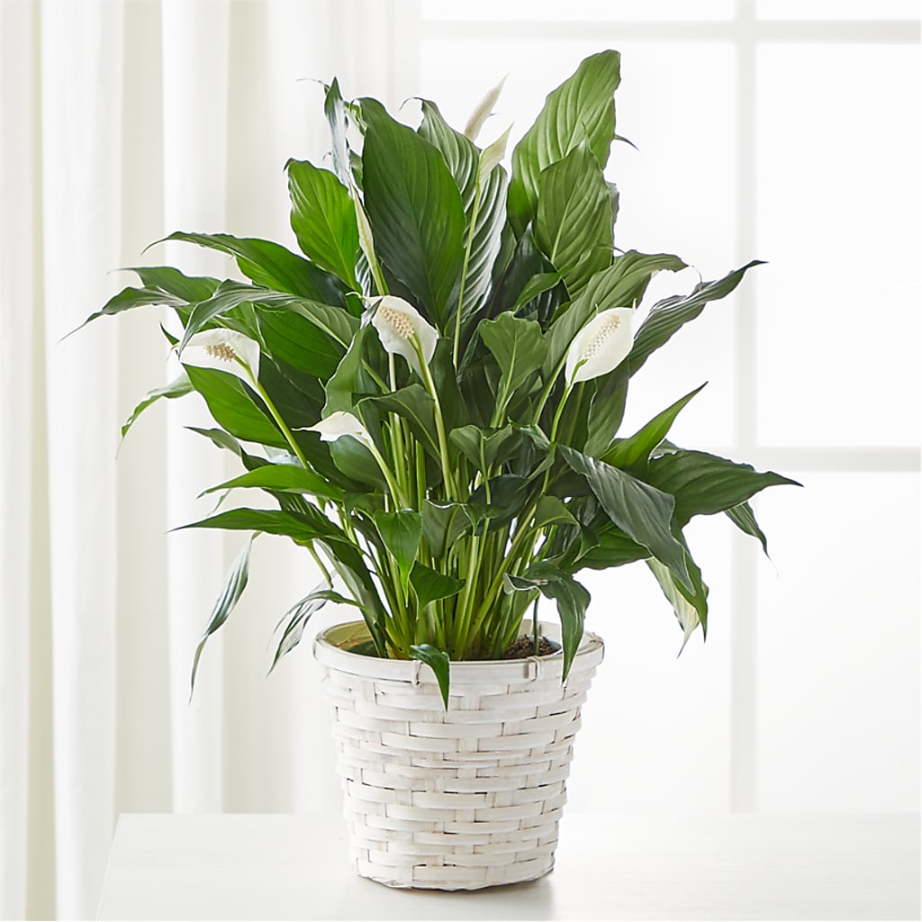 A New Leaf Peace Lily – Midnight Flowers And Events Llc, Lillington NC