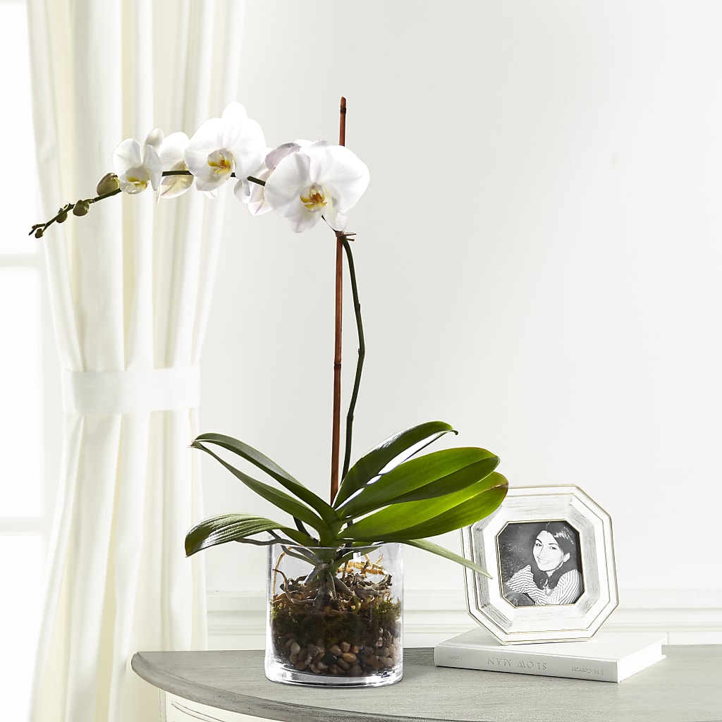 White Orchid Planter – Midnight Flowers And Events Llc, Lillington NC