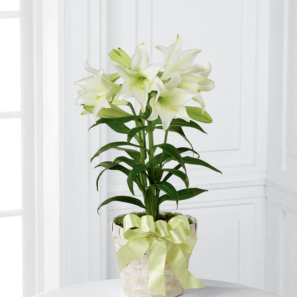 Easter Lily Plant –  Midnight Flowers And Events Llc, Lillington NC