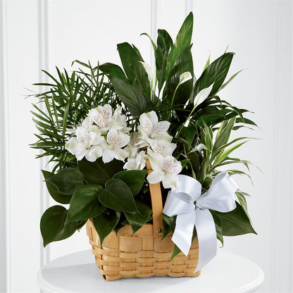 Peace & Serenity Dishgarden –  Midnight Flowers And Events Llc, Lillington NC