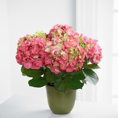 Pink Hydrangea Planter –  Midnight Flowers And Events Llc, Lillington NC