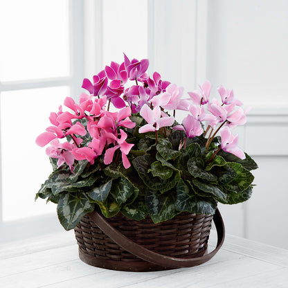 Mixed Cyclamen Planter –  Midnight Flowers And Events Llc, Lillington NC