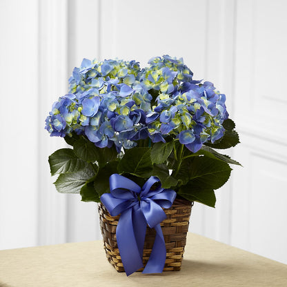 Blue Hydrangea Planter –  Midnight Flowers And Events Llc, Lillington NC