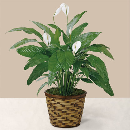 Tranquil Moments Peace Lily Plant –  Midnight Flowers And Events Llc, Lillington NC
