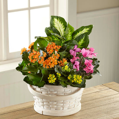 Color Crush Dishgarden –  Midnight Flowers And Events Llc, Lillington NC