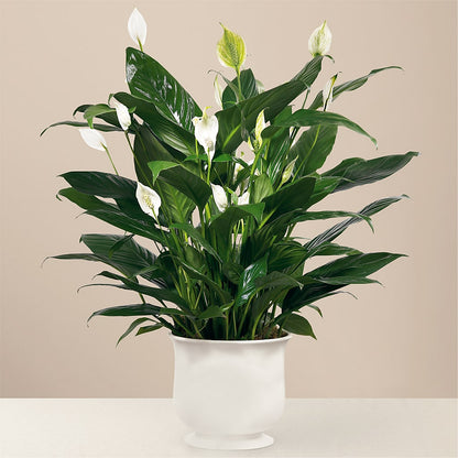 Comfort Planter –  Midnight Flowers And Events Llc, Lillington NC
