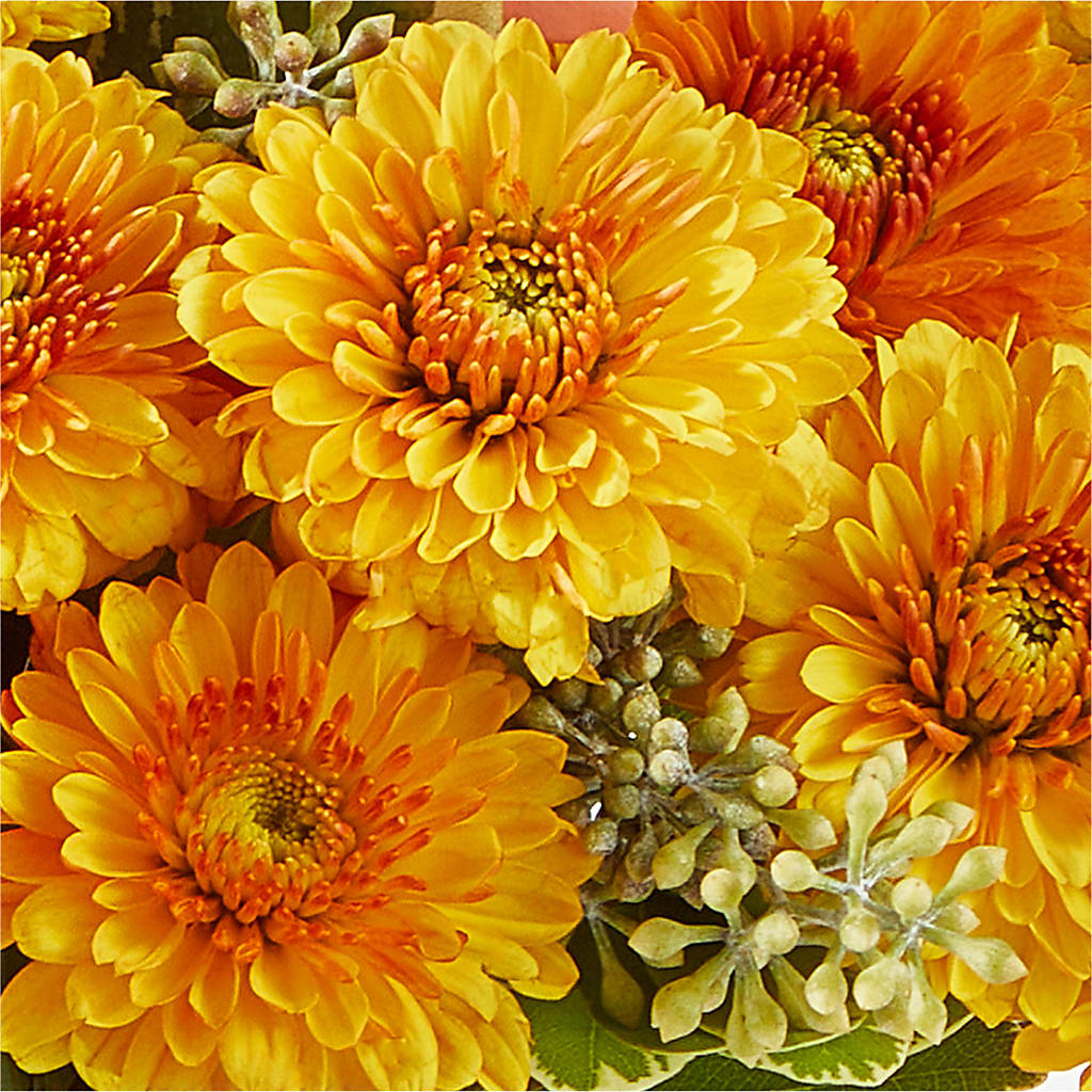 Peachy Pumpkin –  Midnight Flowers And Events Llc, Lillington NC