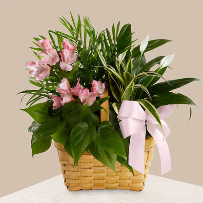 Living Spirit Dishgarden –  Midnight Flowers And Events Llc, Lillington NC