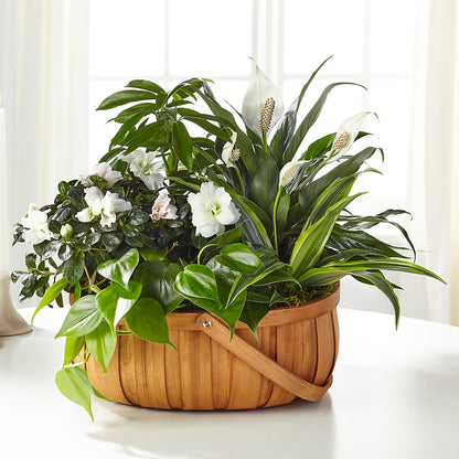 Serene Dishgarden –  Midnight Flowers And Events Llc, Lillington NC