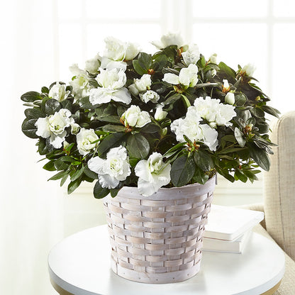 White Azalea Plant –  Midnight Flowers And Events Llc, Lillington NC