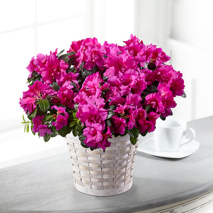 Hope & Serenity Azalea Plant –  Midnight Flowers And Events Llc, Lillington NC