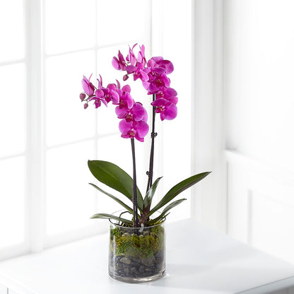 Pink Orchid Plant –  Midnight Flowers And Events Llc, Lillington NC