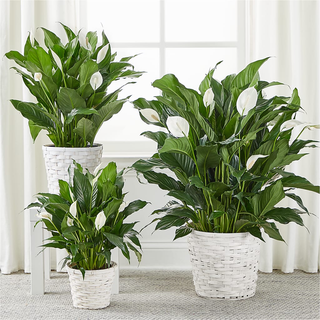 A New Leaf Peace Lily –  Midnight Flowers And Events Llc, Lillington NC