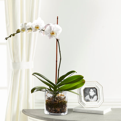 White Orchid Planter –  Midnight Flowers And Events Llc, Lillington NC